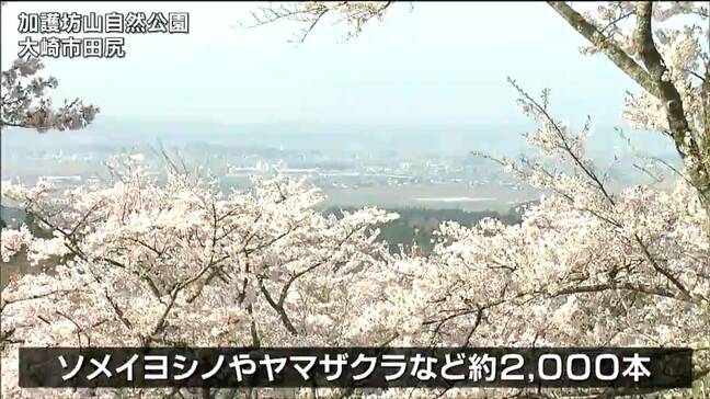 「桜前線北上」加護坊山自然公園も満開 宮城・大崎市|TBS NEWS DIG
