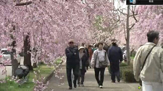 「最高です」約3キロに1000本の桜のトンネル…日中線のしだれ桜、今が見頃　福島・喜多方市|TBS NEWS DIG