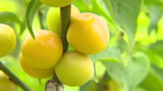 愛媛県砥部町の特産「七折小梅」の収穫始まる 出来栄え上々 一方でここにも中東情勢悪化の影響が|TBS NEWS DIG