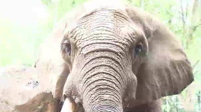 【2025回顧】穏やかな性格で愛されたオスのゾウ「ベン」逝くその生涯とは オスのアフリカゾウでは国内最高齢　仙台市八木山動物公園|TBS NEWS DIG