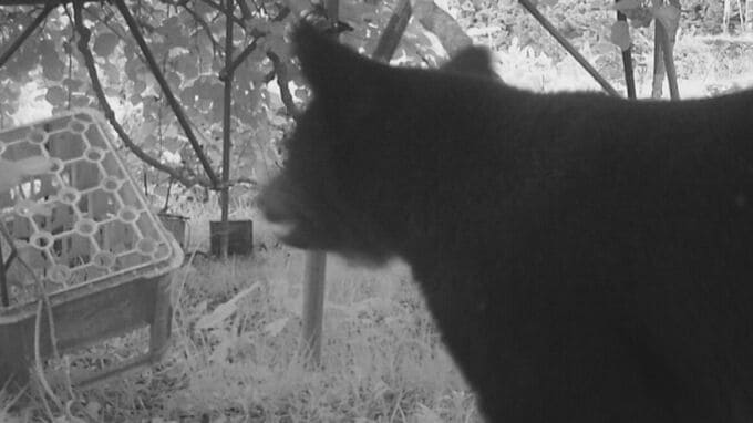 畑でノソノソと動き回るツキノワグマ 養蜂箱などが壊される 体長120㎝ほどの成獣を防犯カメラが捉える|TBS NEWS DIG