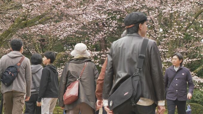 まもなく満開間近！国の特別名勝・兼六園で無料開園始まる|TBS NEWS DIG