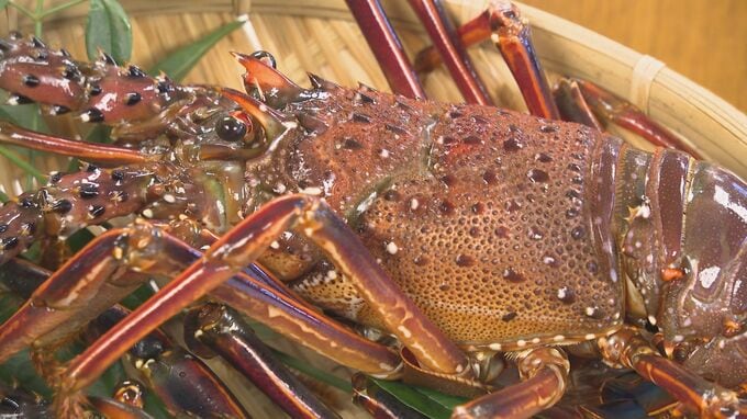 絶品“海の幸”を堪能　人気の「東九州伊勢えび海道」が開幕　ふっこう割を追い風に28店舗で実施　|　大分のニュース｜OBS NEWS｜大分放送