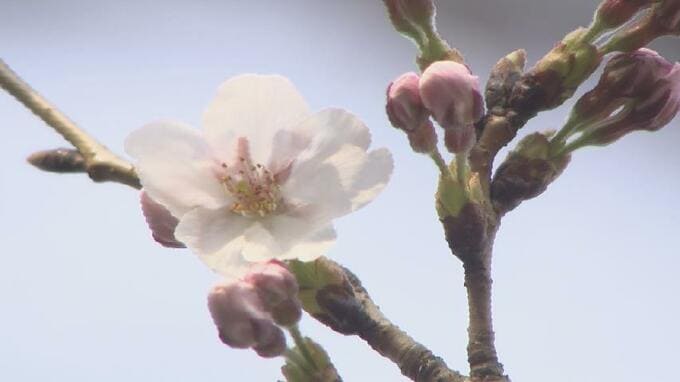富山でサクラの開花宣言　職員が目視でソメイヨシノの開花を確認　桜の見ごろ間近　富山地方気象台　|　富山のニュース｜天気・防災｜チューリップテレビ