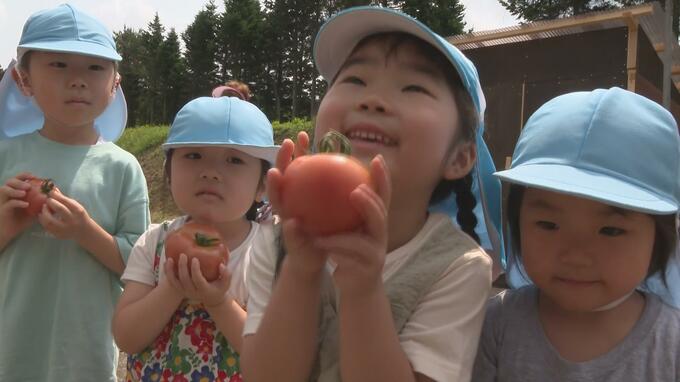 「いっぱいたべたい！」幼稚園児が地元特産のトマトの収穫を体験！　赤く色づいた大玉のトマトをがぶりっ！|TBS NEWS DIG