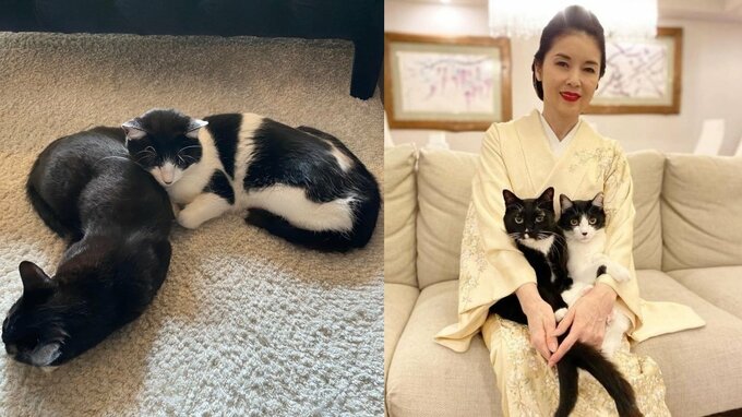 【藤あや子】愛猫オレオが弟・マルを枕に「機能性が高いことに気づいてしまった」にじみ出るきょうだい愛　フォロワーも「枕ショット」投げ合う|TBS NEWS DIG