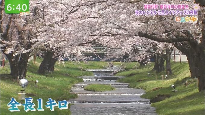 福島県内でこれから楽しめる桜の名所＆お花見スポット　|　福島のニュース│TUF