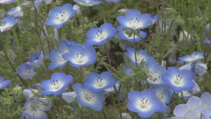 ネモフィラが見頃　3000平方メートルの花壇が淡い青に染まる　山梨・富士川クラフトパーク　|　山梨のニュース | ＵＴＹテレビ山梨