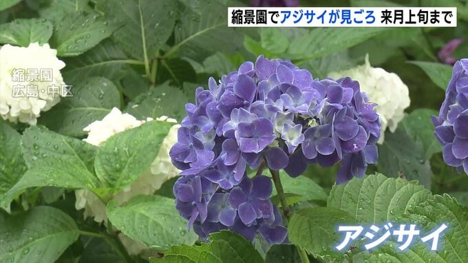 「しっとりしていて雰囲気がいい」国の名勝・縮景園でアジサイが見ごろ　ユリやハナショウブも　広島　|　RCC NEWS | 広島ニュース | RCC中国放送