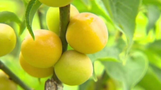 愛媛県砥部町の特産「七折小梅」の収穫始まる 出来栄え上々 一方でここにも中東情勢悪化の影響が|TBS NEWS DIG