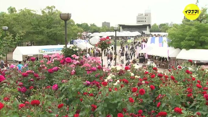 【独自】広島・宮島で「プレツアー」 世界バラ会議 福山大会のツアー地決まる　|　RCC NEWS | 広島ニュース | RCC中国放送
