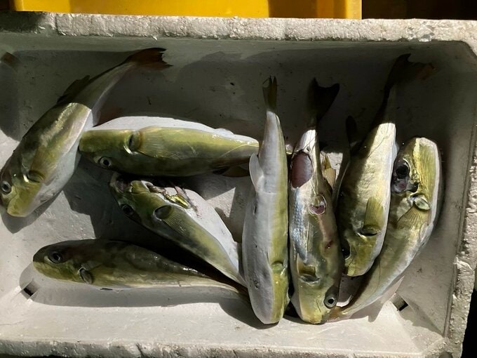 無許可で約40匹の“有毒部位が未処理のサバフグ”を販売　現時点で健康被害なしも一部の販売先分からず　|　名古屋・愛知・岐阜・三重のニュース【CBC news】 | CBC web