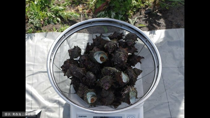 サザエ53個とアワビ1個を密漁か　30歳の会社役員など男ら3人を逮捕・送検　青森海上保安部|TBS NEWS DIG