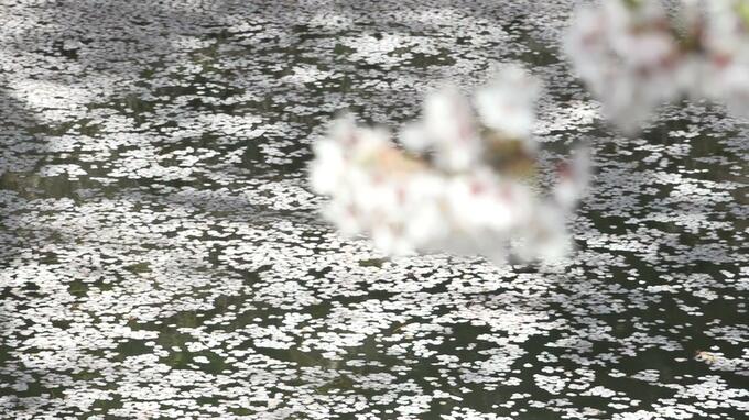 水面に“サクラの絨毯”が敷かれる　『花筏』が見頃に　弘前公園（青森県）　|　青森のニュース│ATV NEWS│青森テレビ