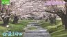 福島県内でこれから楽しめる桜の名所＆お花見スポット　|　福島のニュース│TUF