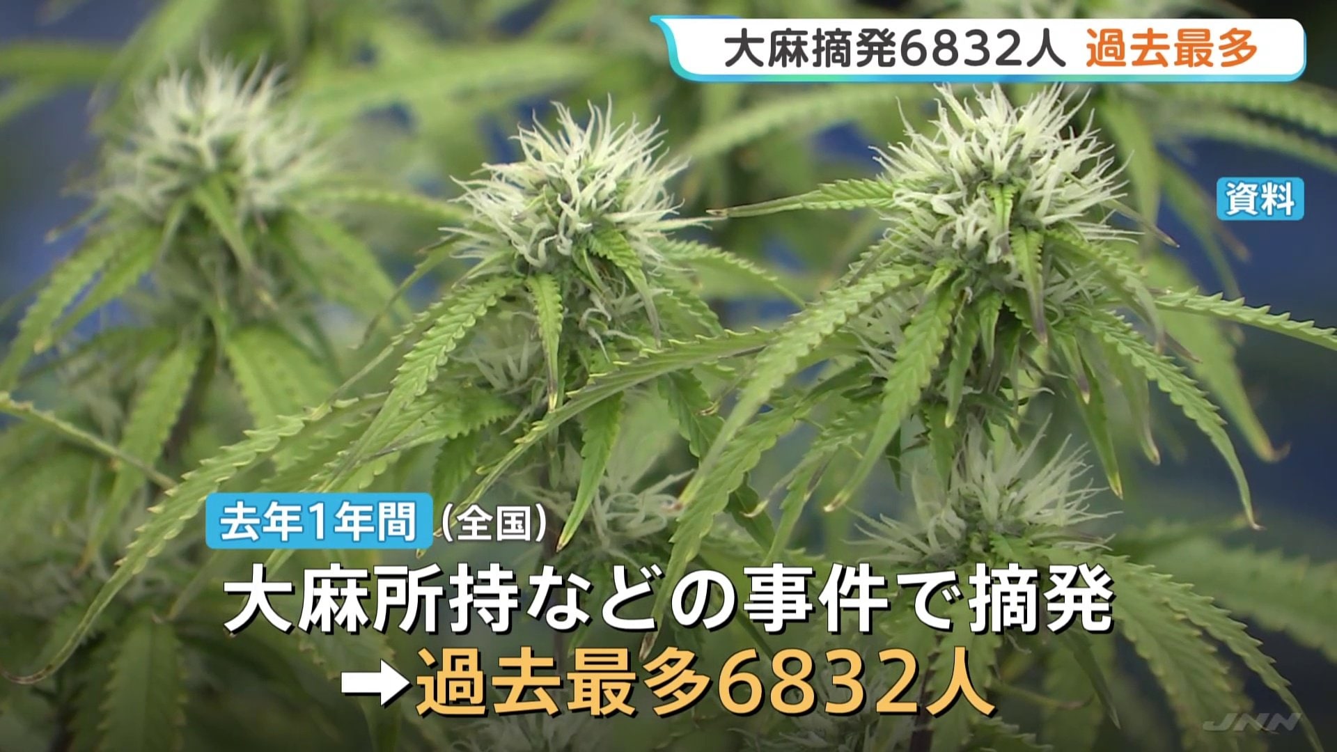 若者にまん延する大麻 20代以下が全体の7割以上…去年1年の大麻事件摘発