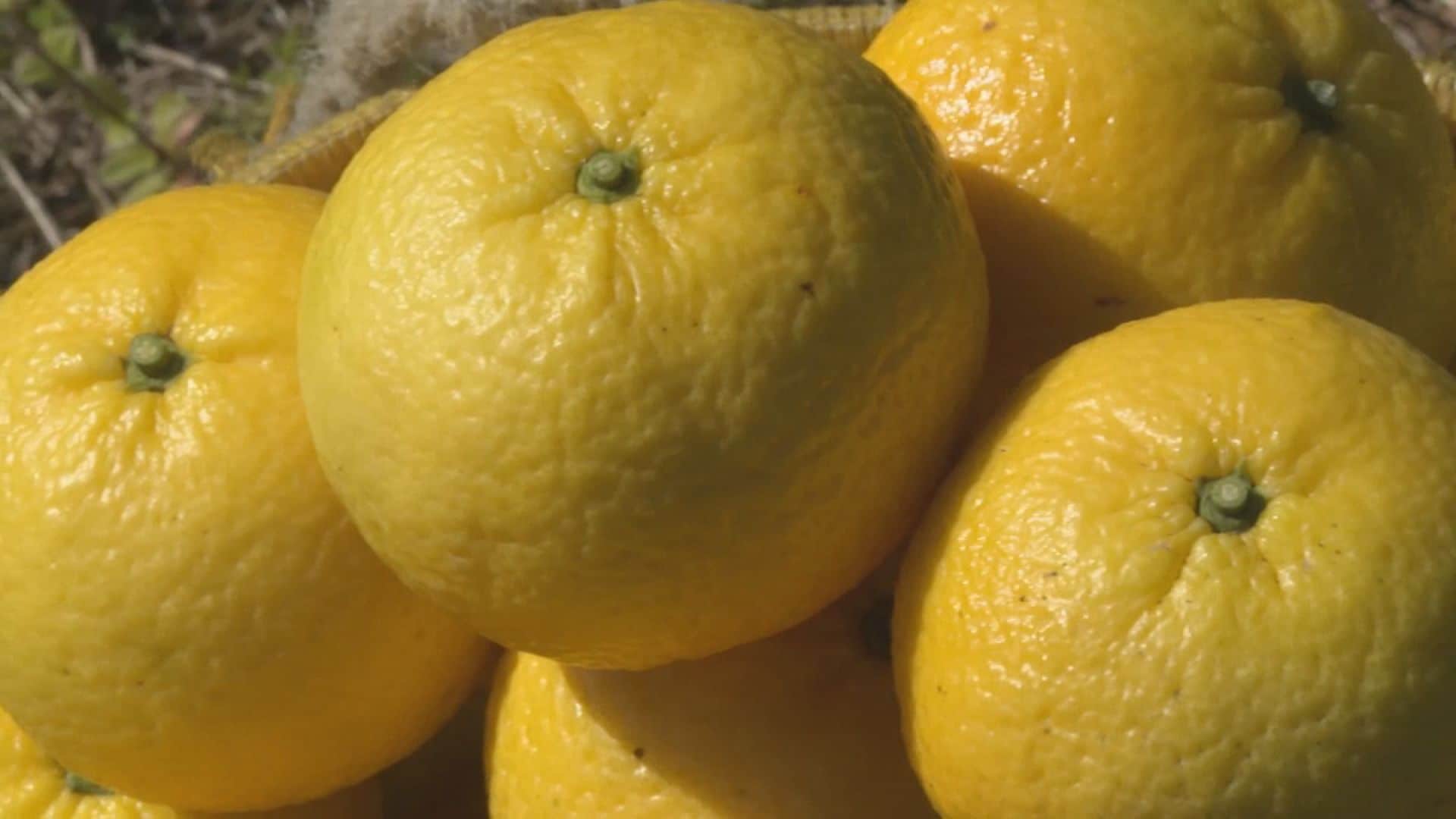 あまり市場に流通しない幻のミカン「春光柑」 約100年前から三重や和歌山に伝わるミカンの収穫が最盛期　三重・御浜町