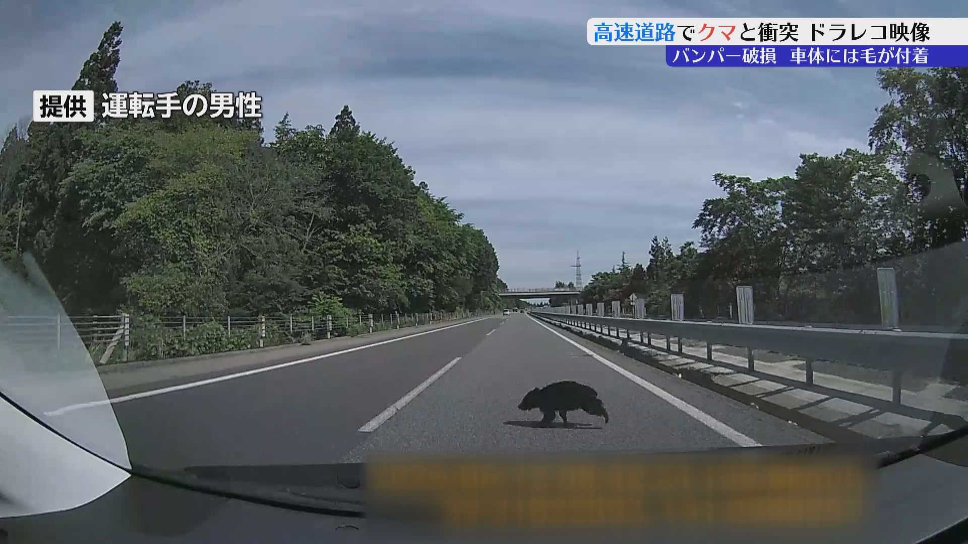 【 クマさん ご確認用 】 わっ！危ない！（ドン！）…クマひいちゃった今…」東北道で仙台市の男性