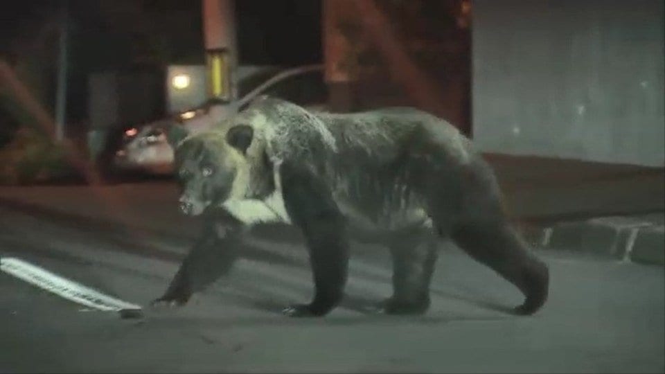 ツキノワグマとヒグマのハイブリッド個体がいる？」「山にドングリを