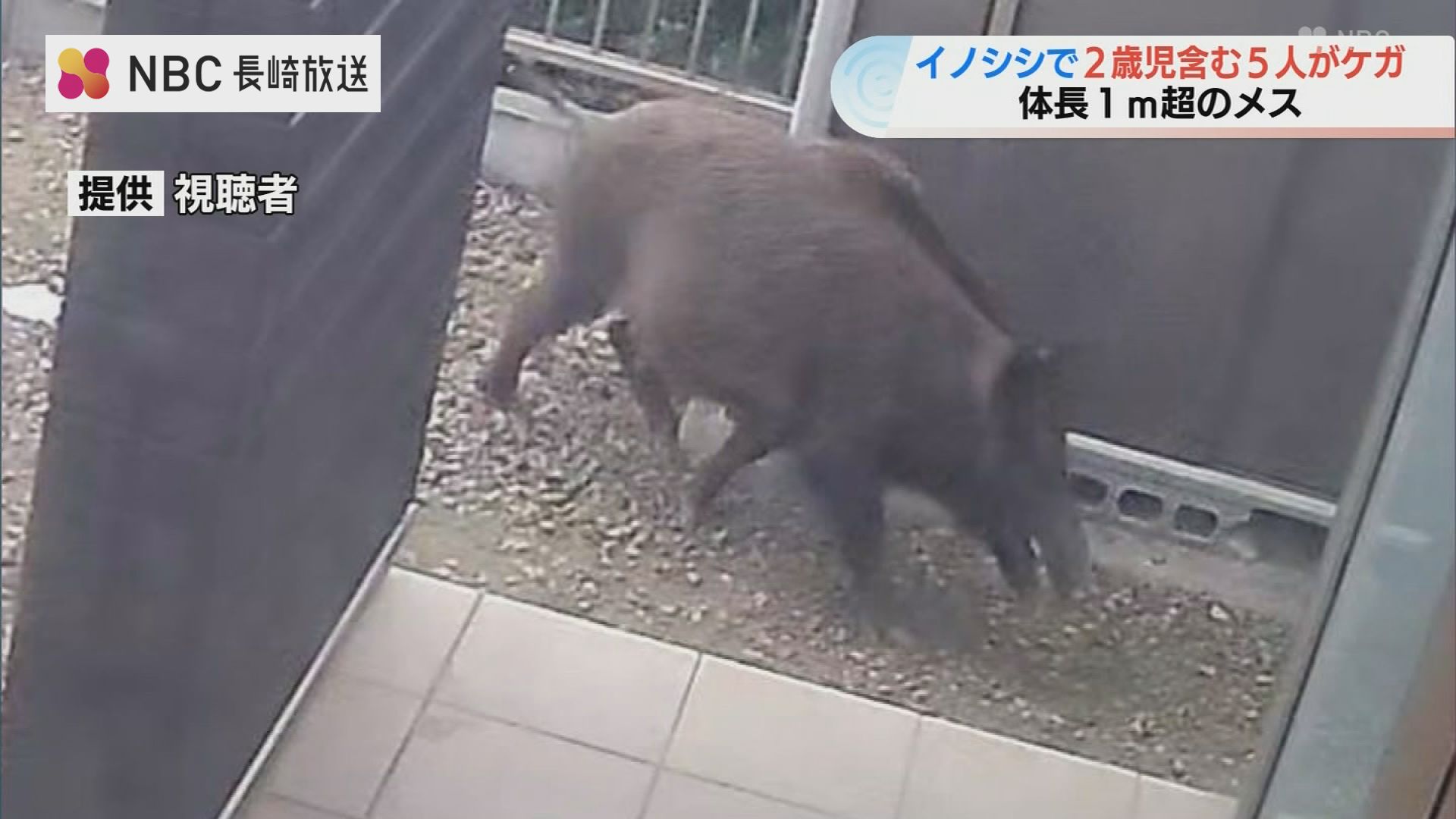 「子どもを守るのに必死だった」フェンス突き破り庭にいた2歳の男児ら襲う 休日の住宅街にイノシシ出没で5人ケガ【長崎】 | TBS NEWS DIG