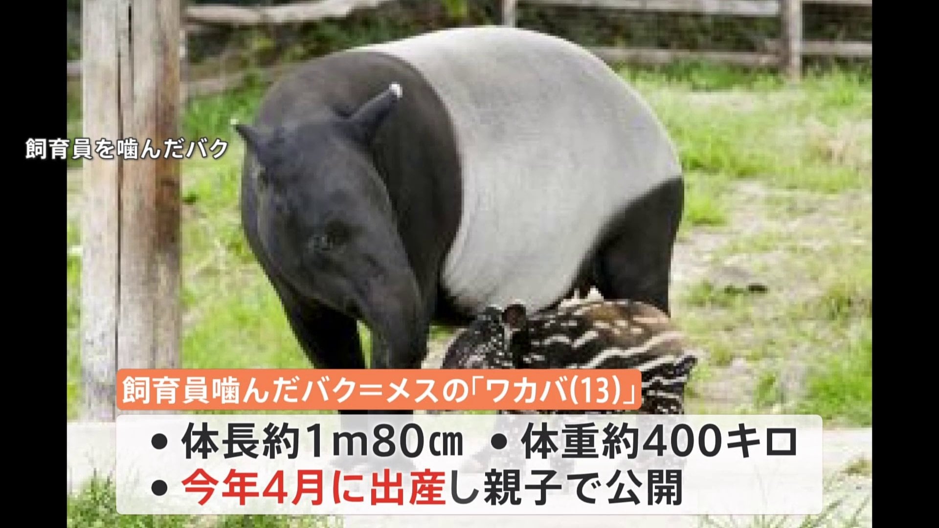 群馬 サファリパーク 事故