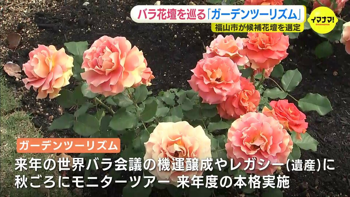 チームワークを組み福山をアップ」ガーデンツーリズムへ候補のバラ花壇 チームワークを組み福山をアップ」ガーデンツーリズムへ候補のバラ花壇