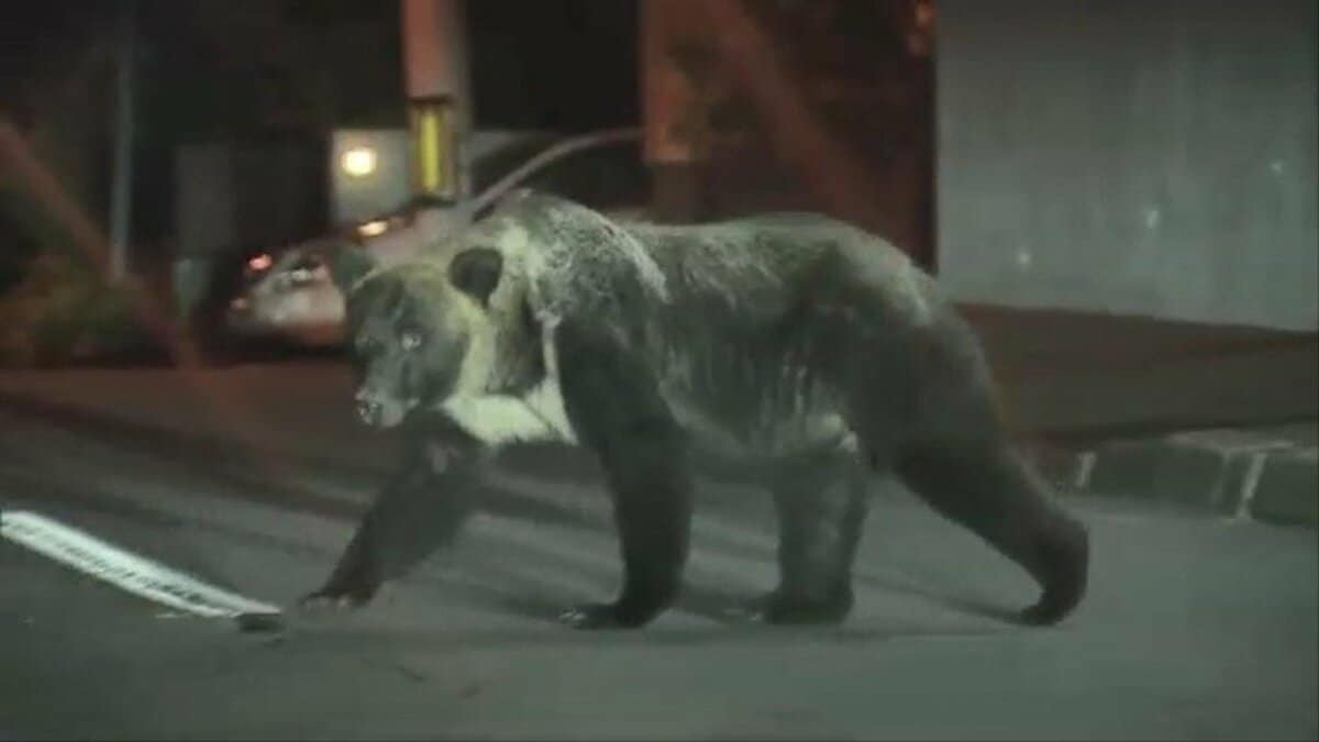 ツキノワグマとヒグマのハイブリッド個体がいる？」「山にドングリを