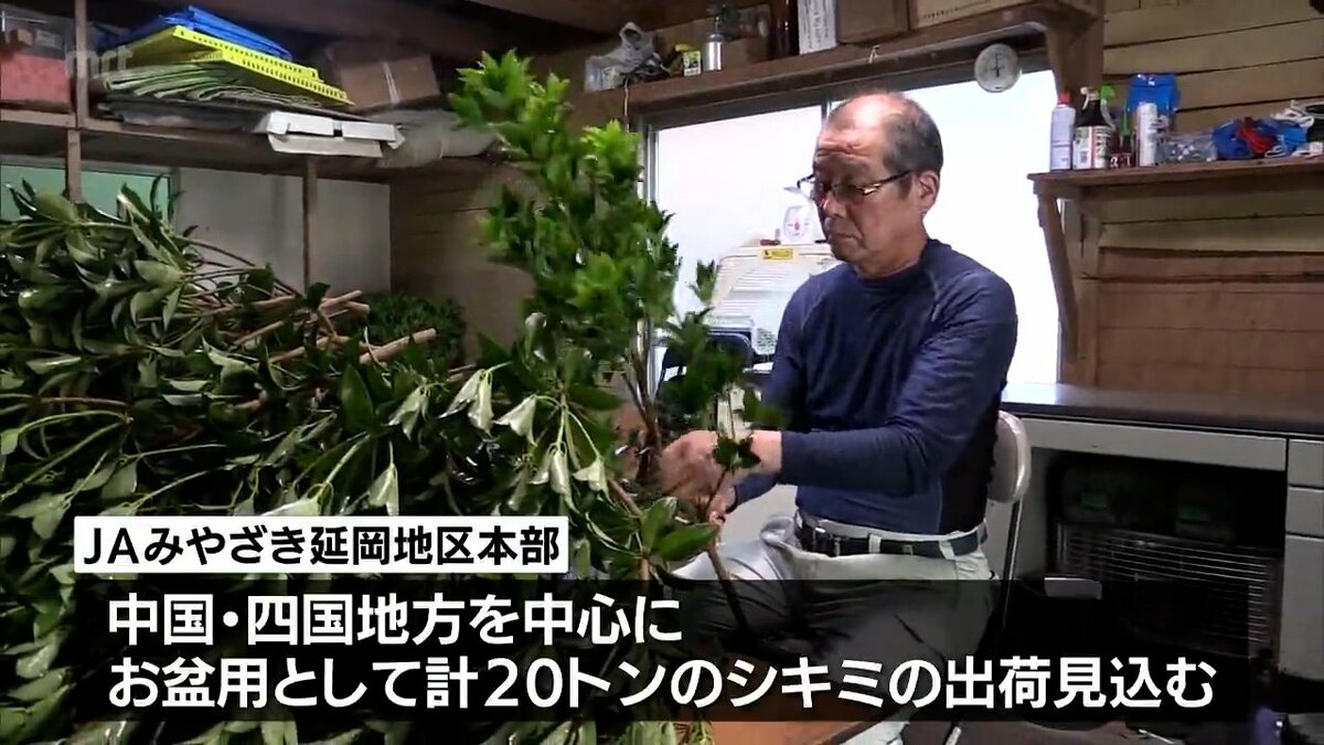 仏壇やお墓の供え物に使われる「シキミ」 お盆を前に 延岡市で