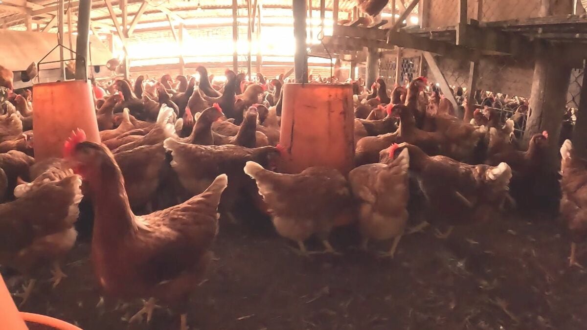 鶏卵の「平飼い」偽装のみやぎ農園　ワンマン経営が原因か 外部弁護士が調査結果を発表