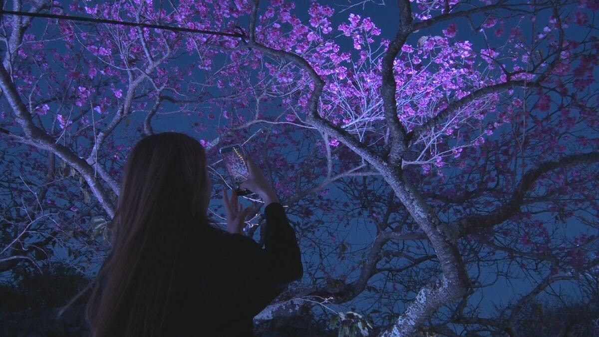 【写真16枚】幻想的なライトアップ「今帰仁グスク桜まつり」 夜桜を楽しむ人たちでにぎわう