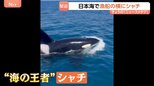 「えぐい、えぐい！」日本海で漁船に近づいてきたのは…“海の王者”シャチ　石川・能登町の漁師も驚く「宝くじに当たったレベル以上」その瞬間映像|TBS NEWS DIG