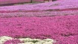 「天国！」鮮やかな花のじゅうたん…芝桜見ごろ　ジュピアランドひらた　福島・平田村|TBS NEWS DIG