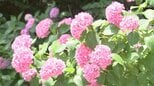アジサイ色鮮やか見ごろ迎える 「セイヨウアジサイ」「アナベル」など35種類、約1万株=静岡・牧之原市「大鐘家」|TBS NEWS DIG