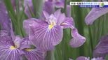 300種類、3万株のハナショウブが浄土庭園を彩る、毛越寺あやめまつり始まる 岩手・平泉町|TBS NEWS DIG