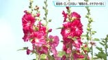 「毎年きれいに咲いているなと」“梅雨の花”タチアオイが咲く　高知市・江ノ口川沿い　|　高知のニュース・天気｜KUTV NEWS | KUTVテレビ高知