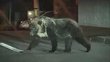 「ツキノワグマとヒグマのハイブリッド個体がいる？」「山にドングリをまけばいい？」クマにまつわるウソ・ホント、無駄な衝突を避けるために秋田県が作成したQ&A