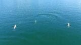 鹿児島の豊かな海を悠々と泳ぐスナメリやイルカ　視聴者から寄せられた海の生き物【かごしま南北600キロ】|TBS NEWS DIG