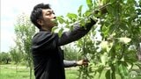 リンゴの実のつき具合調べる青森県の「着果状況調査」はじまる 着果量などを調べ農家を指導 リンゴ農家「いいリンゴにして、おいしいリンゴを作りたい」|TBS NEWS DIG