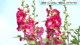 「毎年きれいに咲いているなと」“梅雨の花”タチアオイが咲く 高知市・江ノ口川沿い|TBS NEWS DIG