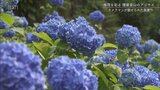 約3万株のアジサイが登山客を出迎え 護摩堂山「あじさい園」 | 新潟のニュース・天気|BSN NEWS|BSN新潟放送
