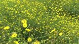 秋の気配 2万本のキバナコスモスが国営讃岐まんのう公園で見ごろ【香川】|TBS NEWS DIG