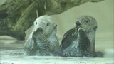 ラッコの観覧時間“1分”に「初日は混乱なくスムーズだった」国内唯一の展示で人気の高まり予想され…三重・鳥羽水族館|TBS NEWS DIG