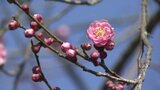 暖かい1日に!七折梅の開花状況は?3月9日まで七折梅まつり開催 愛媛県砥部町 | 愛媛のニュース - Nスタえひめ|あいテレビは6チャンネル