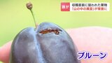食害はクマの他にも…ブドウやプルーンが収穫直前に全滅“犯人”はヒヨドリ　専門家が指摘する「山の中の異変」北海道岩見沢市|TBS NEWS DIG