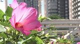 盛岡さんさ踊りきょう開幕 岩手県内はくもりや晴れの天気 日中は盛岡と一関で30度まで上昇の見込み|TBS NEWS DIG