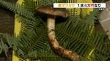 1キロ 100万円!!『春マツタケ』初出荷 去年より2週間早く 熊本・天草市 | 熊本のニュース|RKK NEWS|RKK熊本放送
