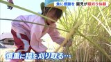 「稲刈り大成功！」園児たちが稲刈り体験　鎌の扱いも学び “食に感謝" を　広島･三次市|TBS NEWS DIG