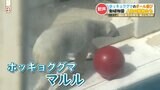 【子どもの日】動植物園では大行列　人気者のホッキョクグマ「マルル」　|　熊本のニュース｜RKK NEWS｜RKK熊本放送