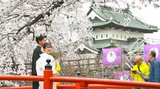 桜も幸せも“満開”　|　青森のニュース│ATV NEWS│青森テレビ