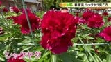 「マチトピ」愛媛県新居浜市でシャクヤク見ごろ|TBS NEWS DIG